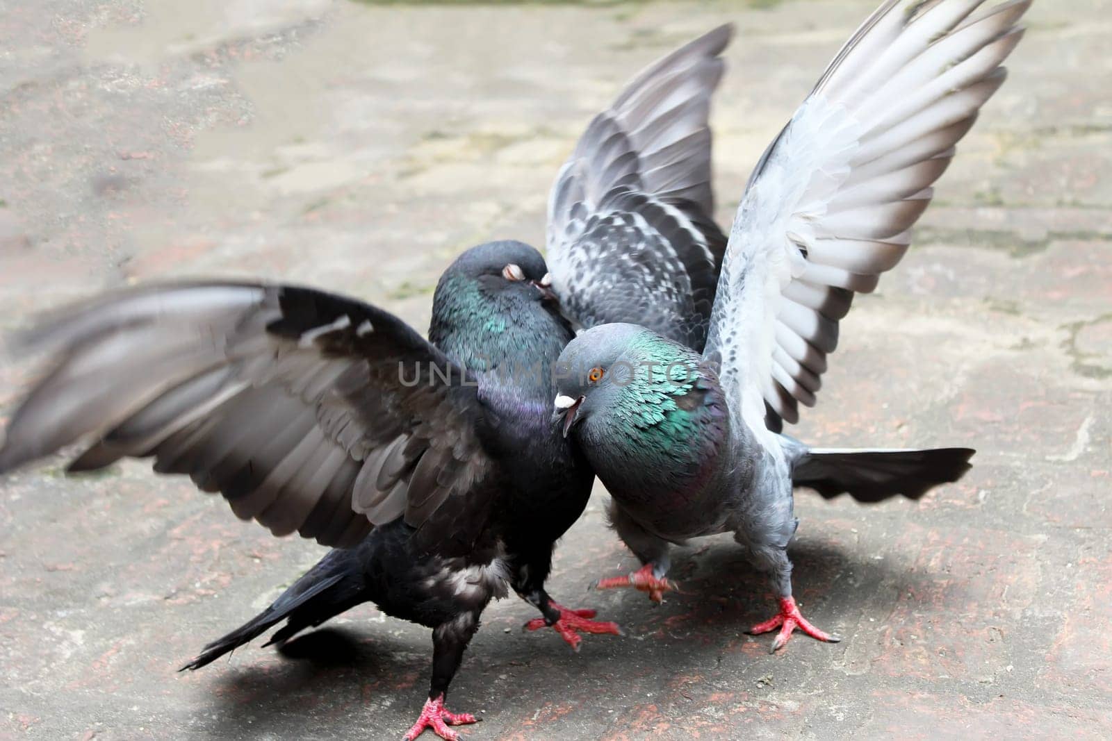 pair of pigeons fighting