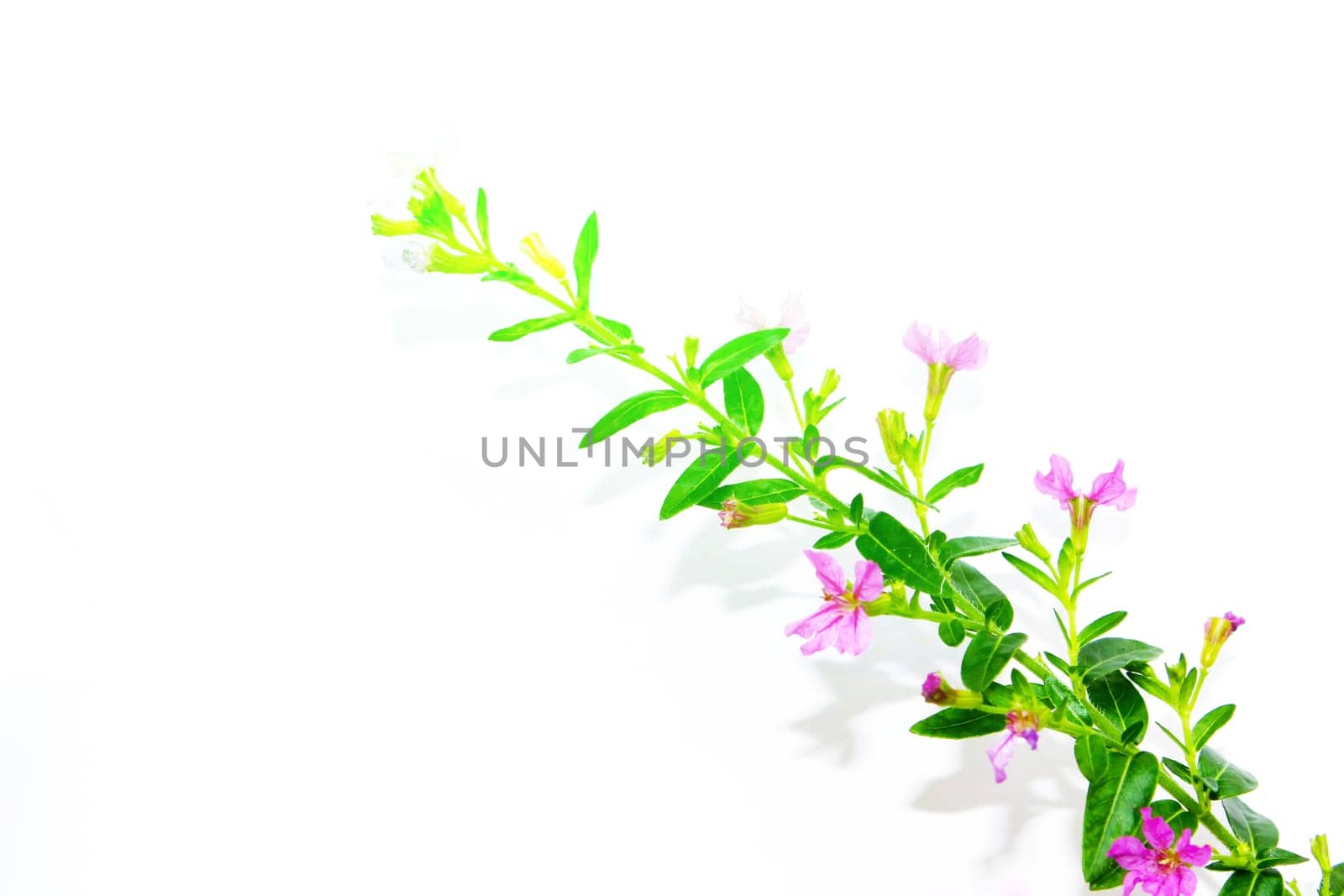 petunia
