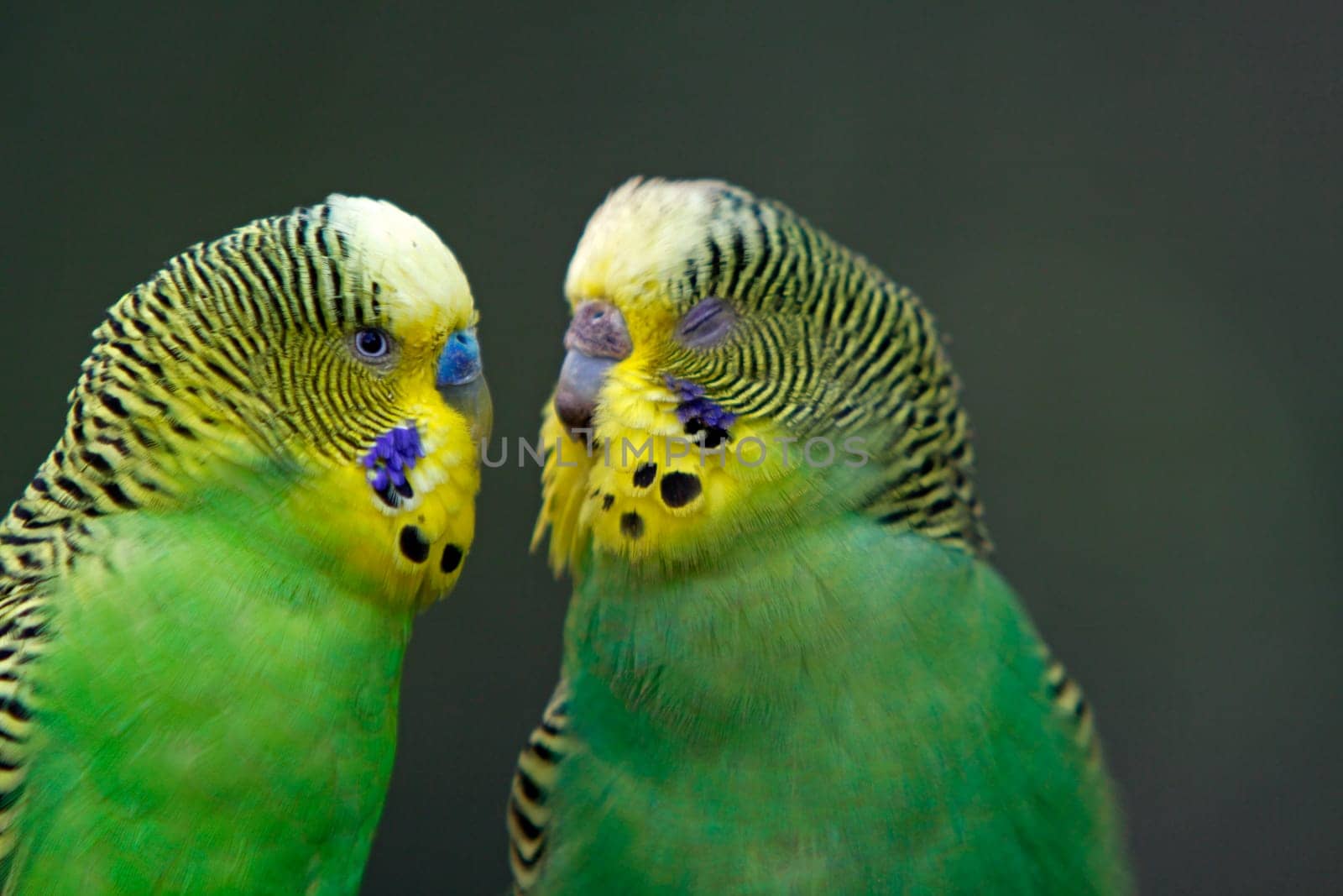 Green budgerigars