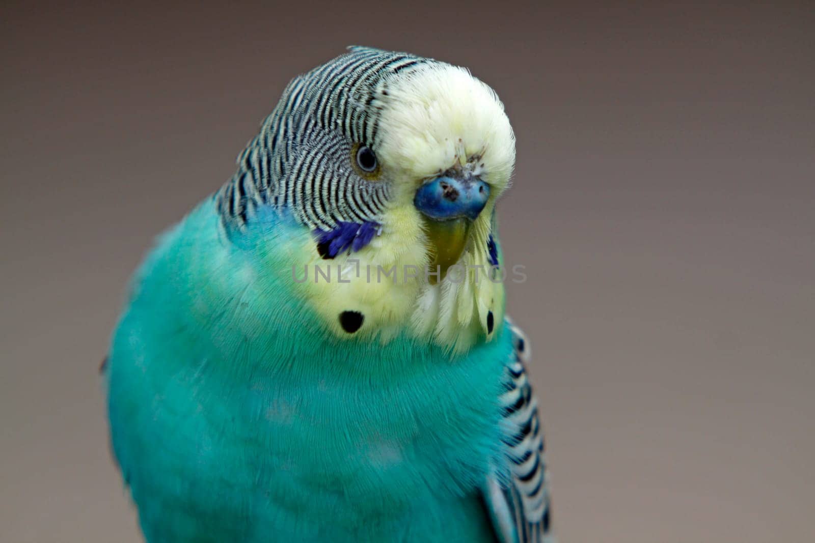 Blue budgerigar (male)