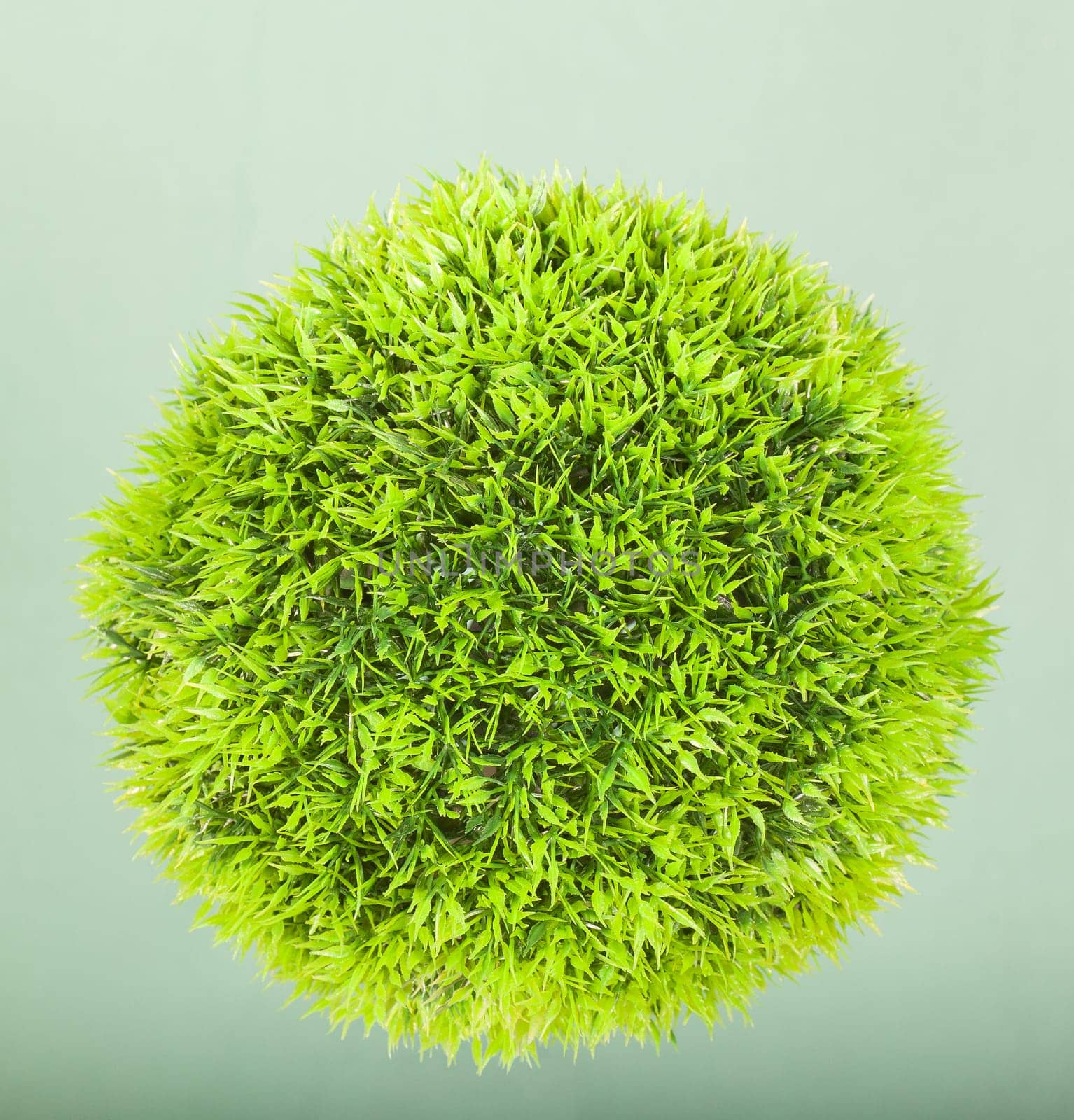 Photo of a Green ball grass isolated on green background