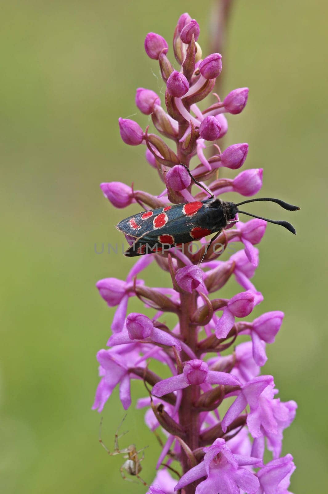 Sainfoin ram on mosquito orchid with spider