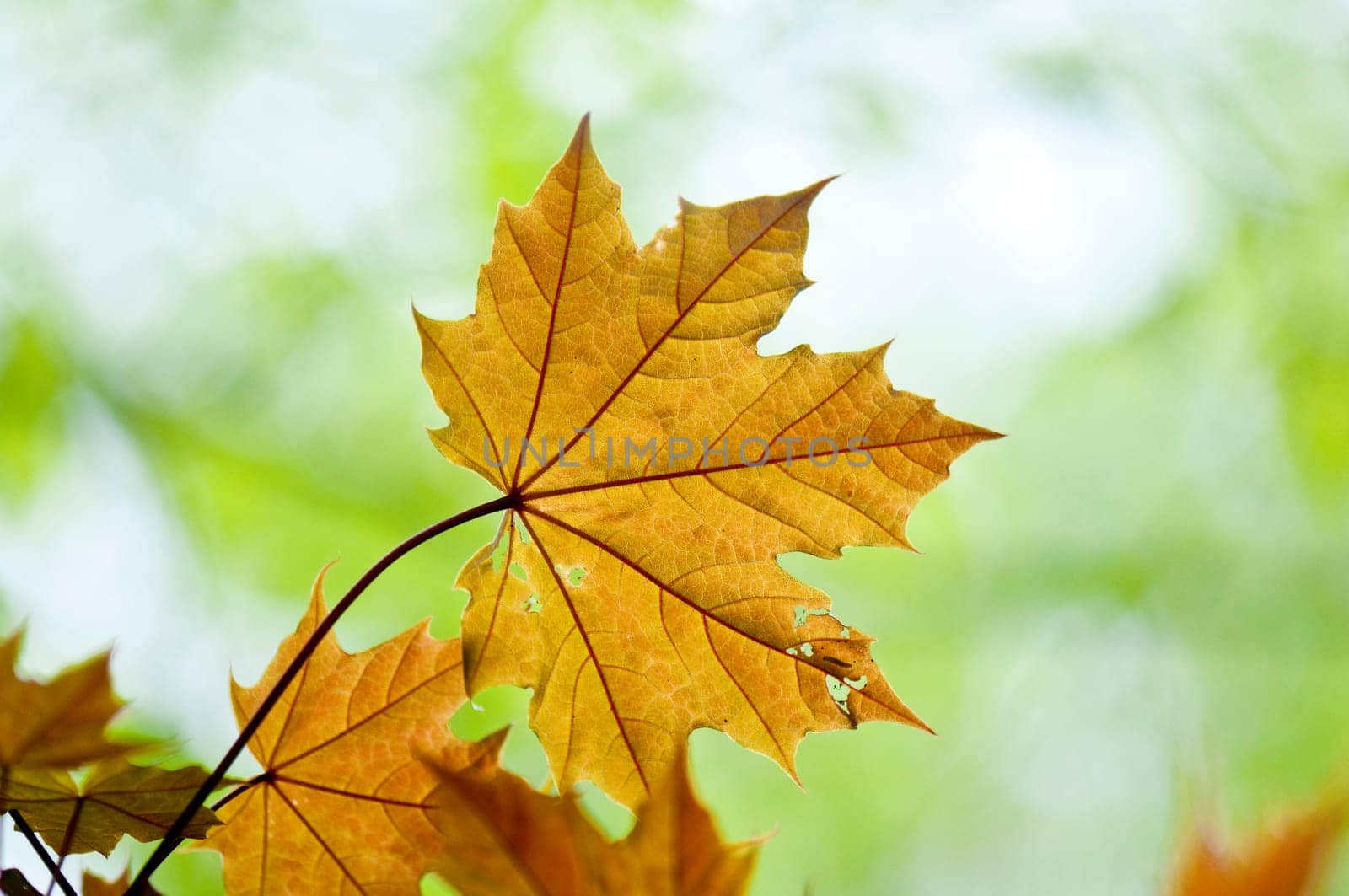 Maple leaves in spring