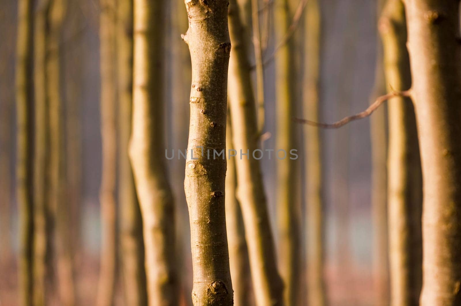 Young ash planting in spring