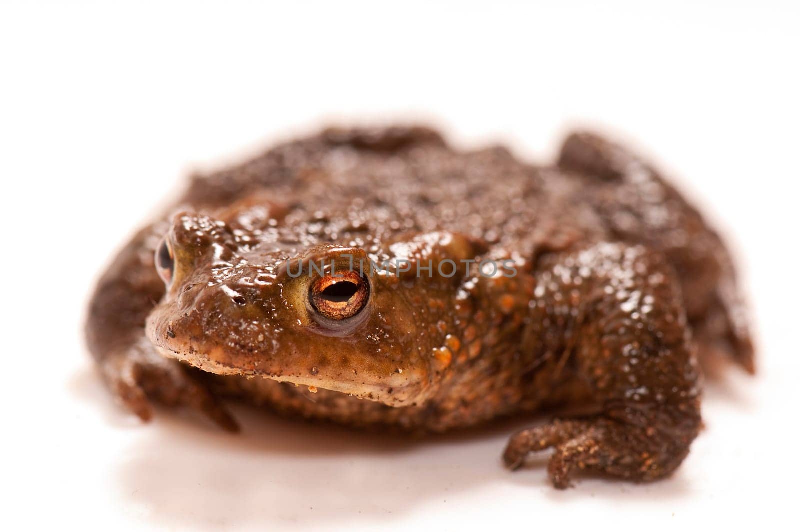 Common toad against a white background