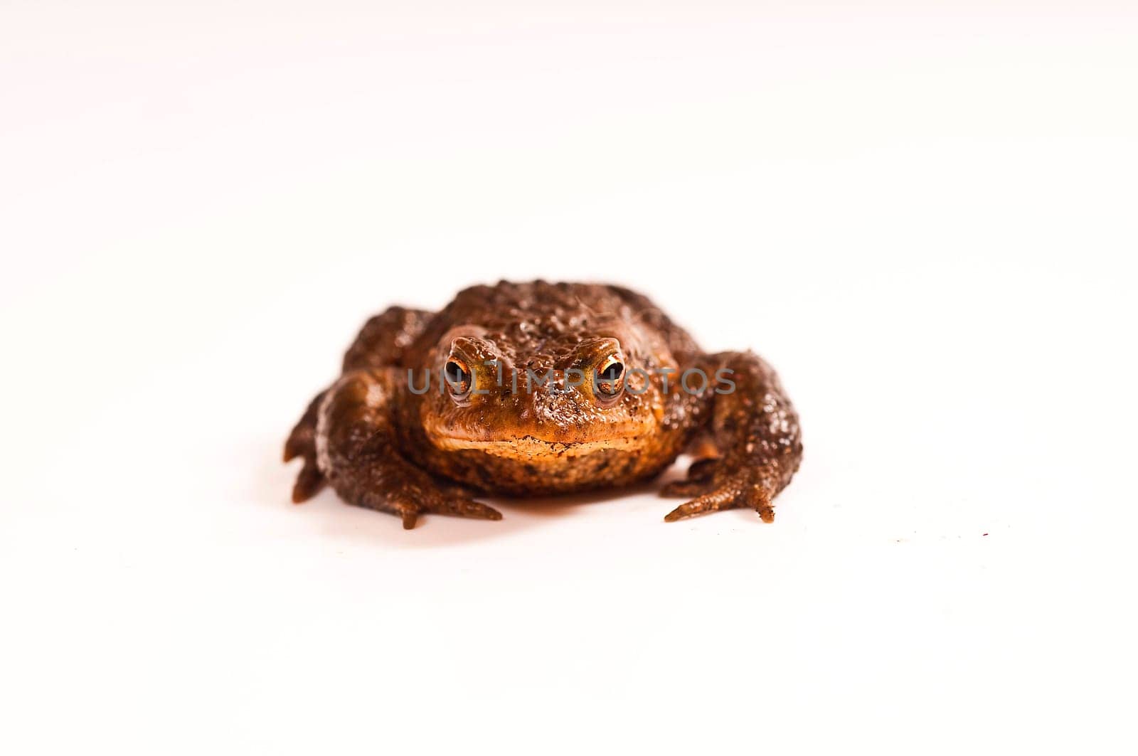 Common toad against a white background