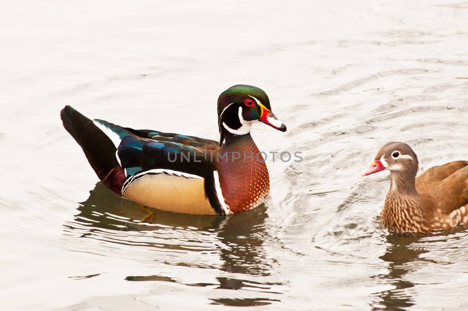 Bridal duck couple on the Ruhr