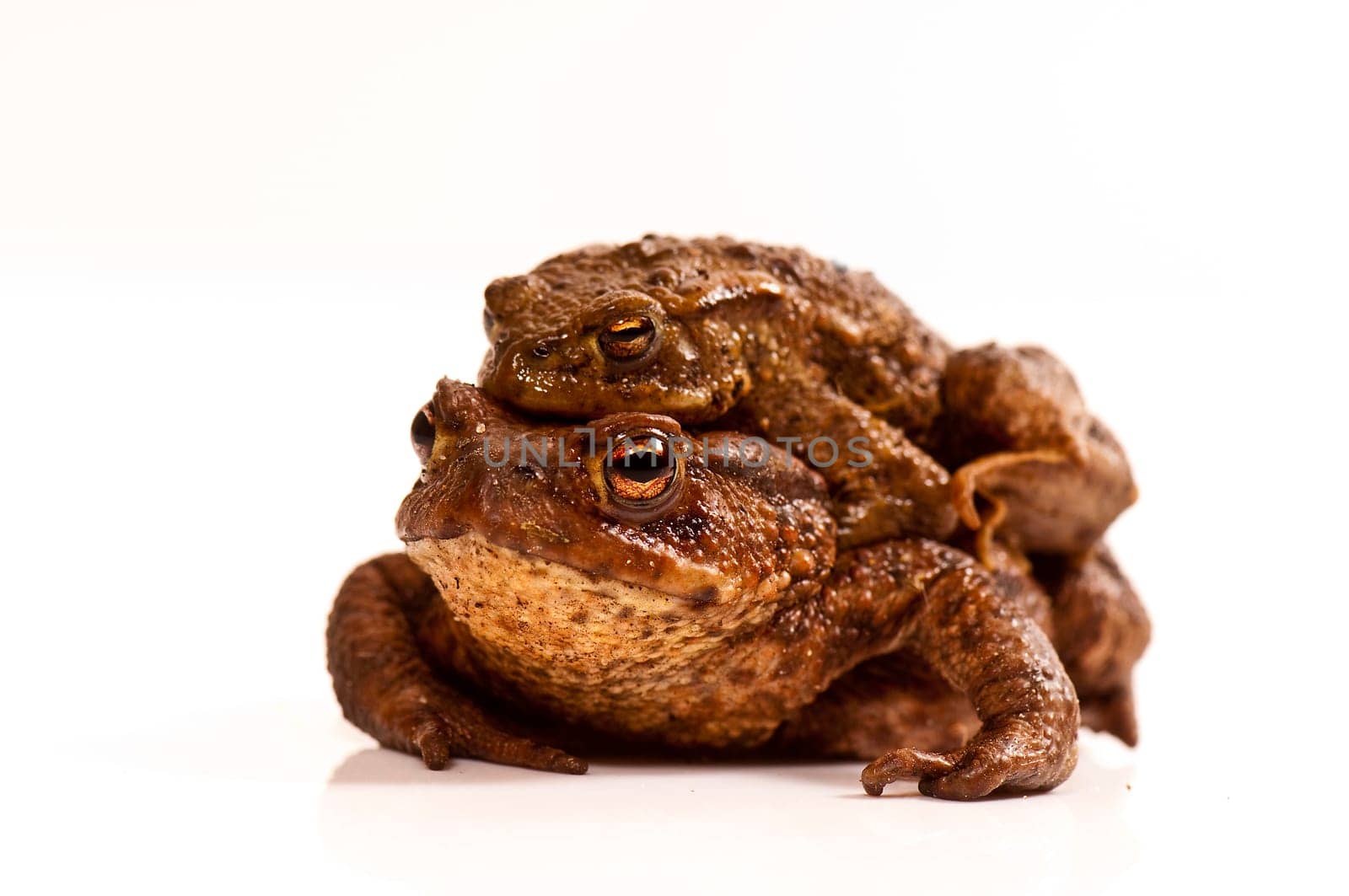 two toads,piggyback on a white background