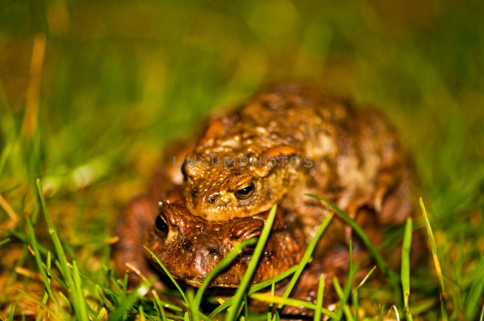 Common toad in the grass