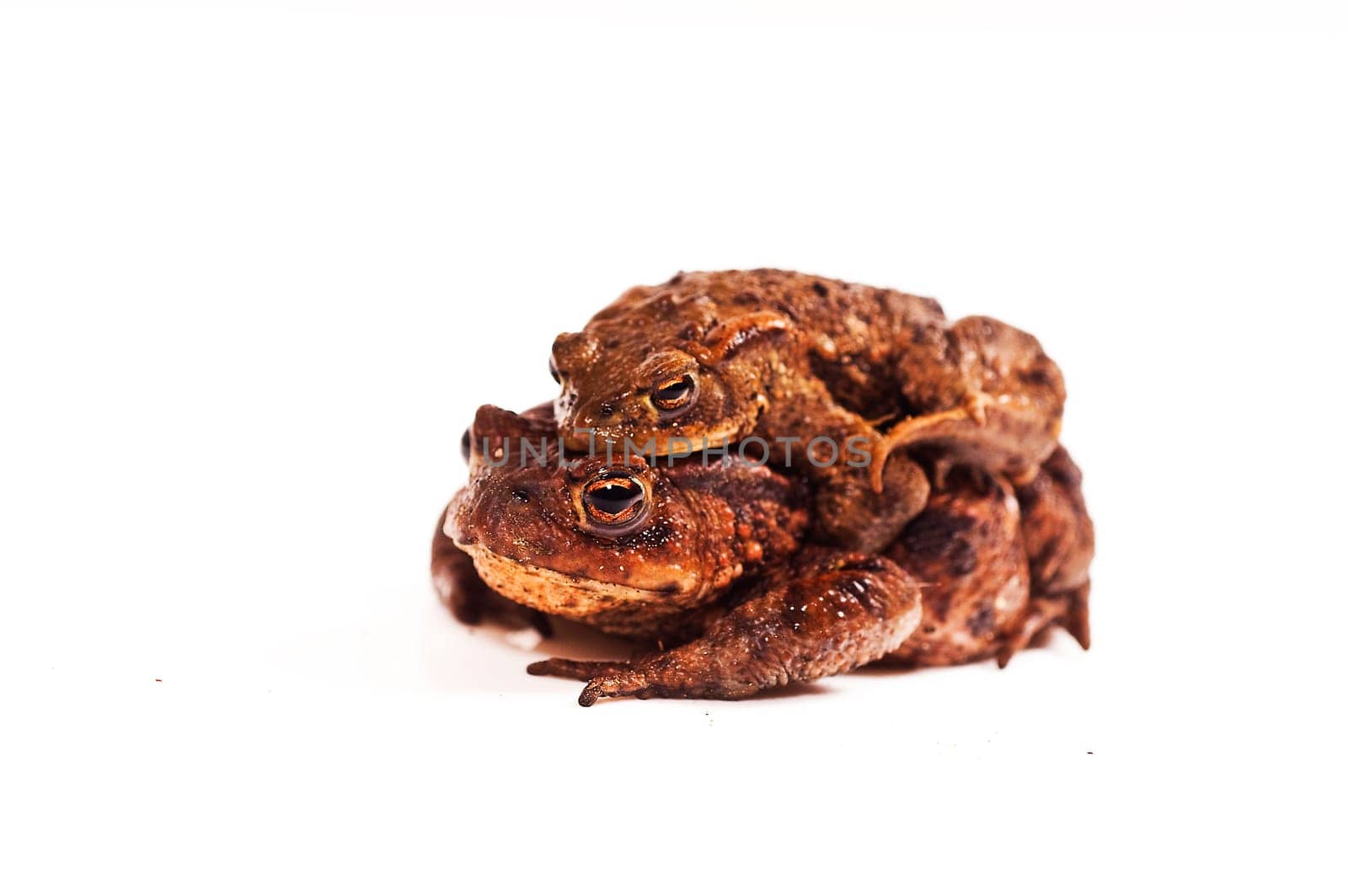 two toads,piggyback on a white background
