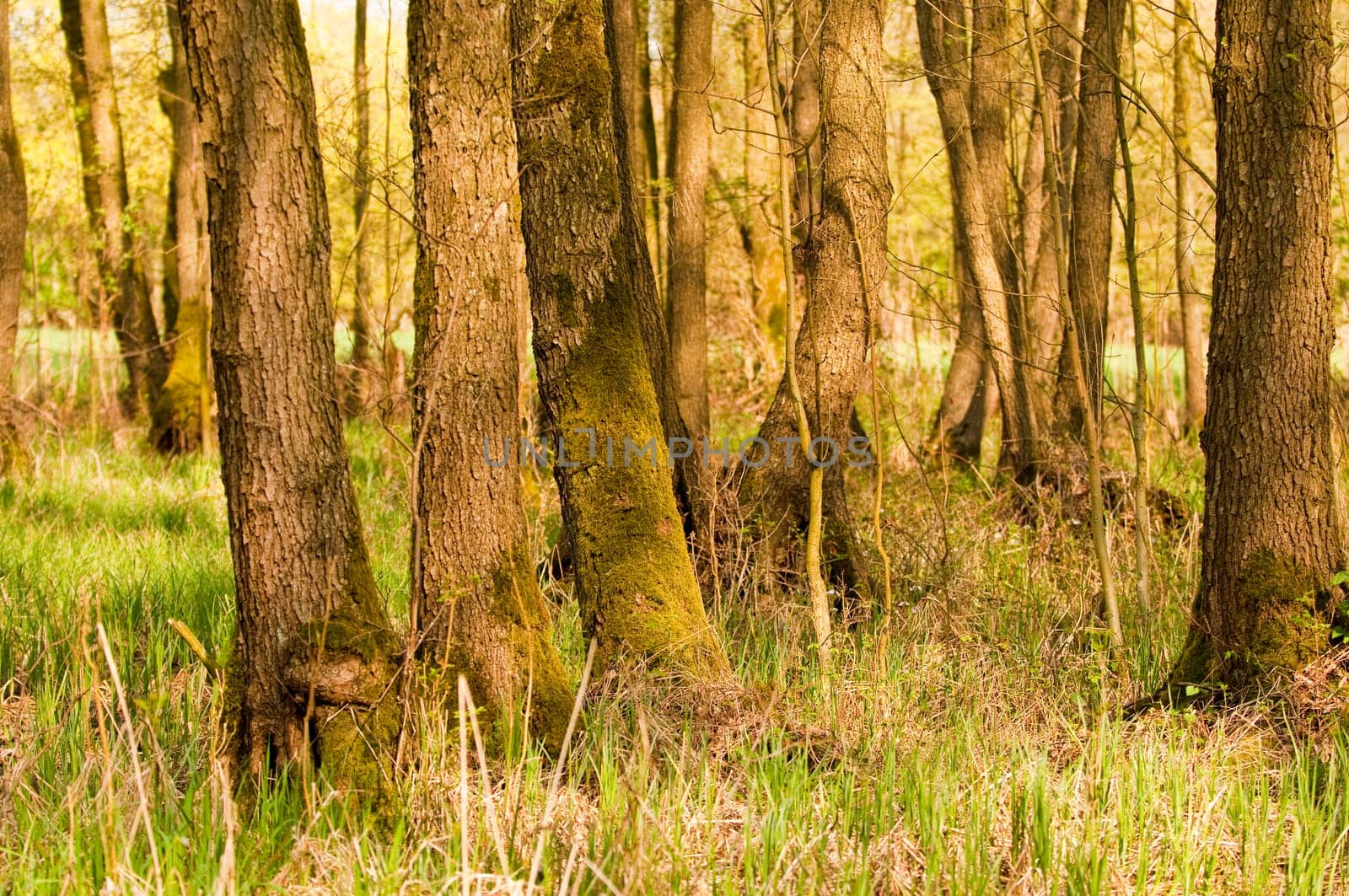 Forest impressions in spring