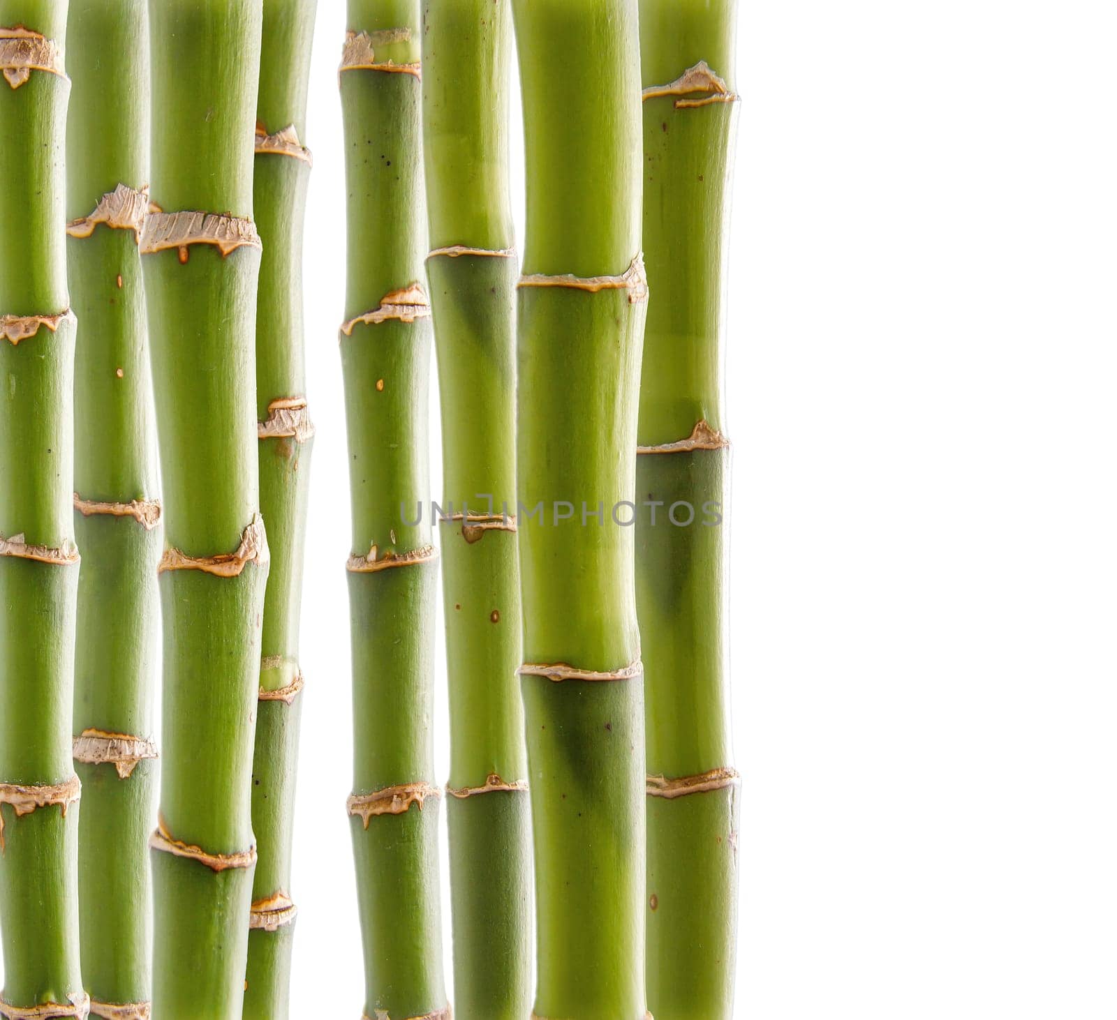 Bamboo background
