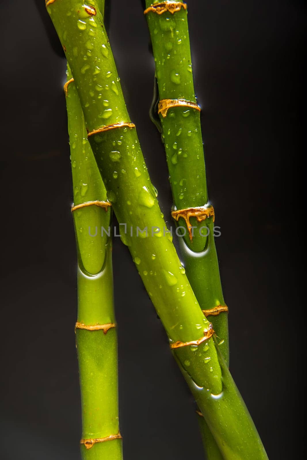 Drops on bamboo