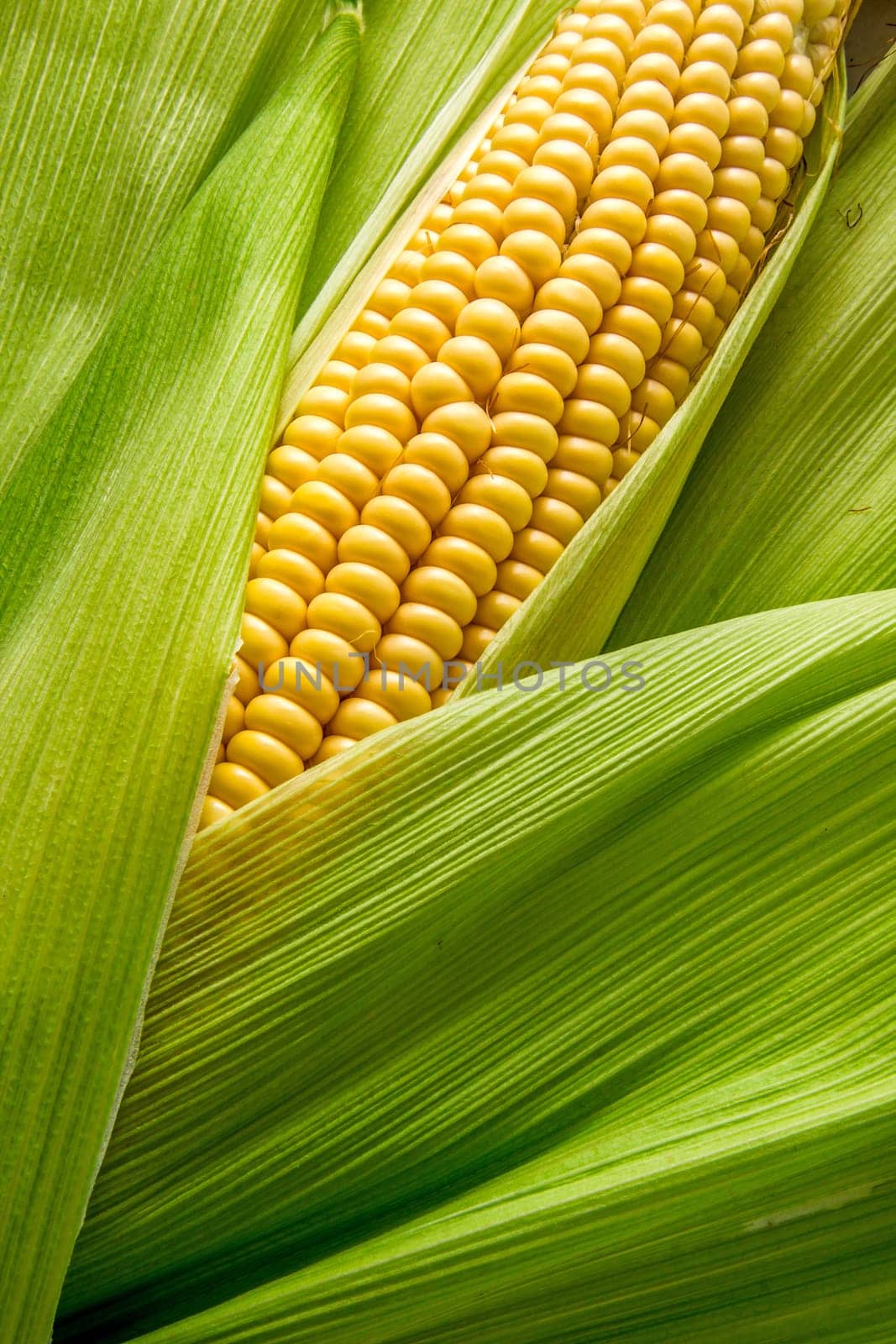 Cob between leaves