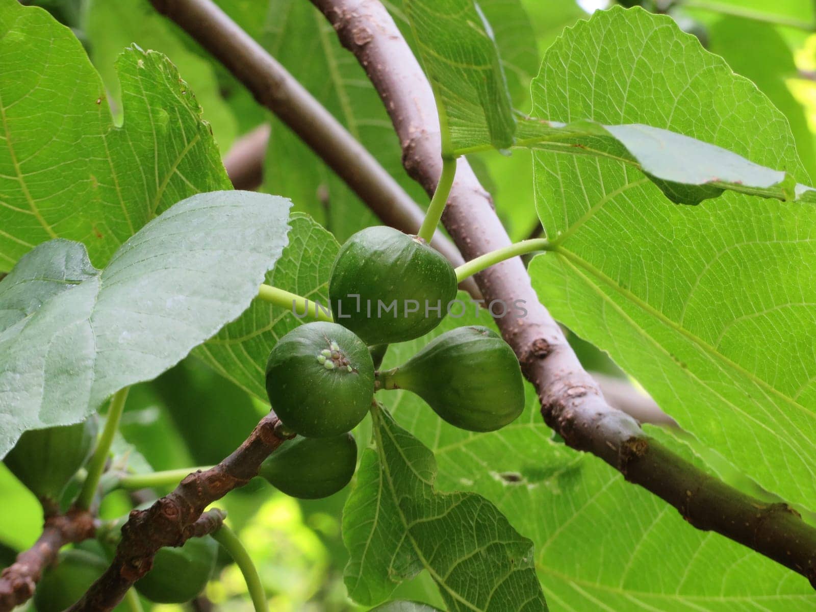 Real fig - Ficus carica