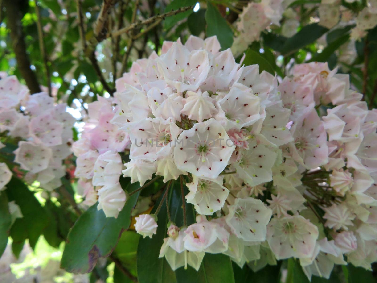 Great mountain laurel - Kalmia latifolia