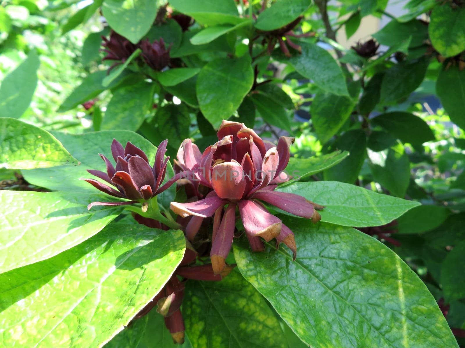 real spice bush - Calycanthus floridus