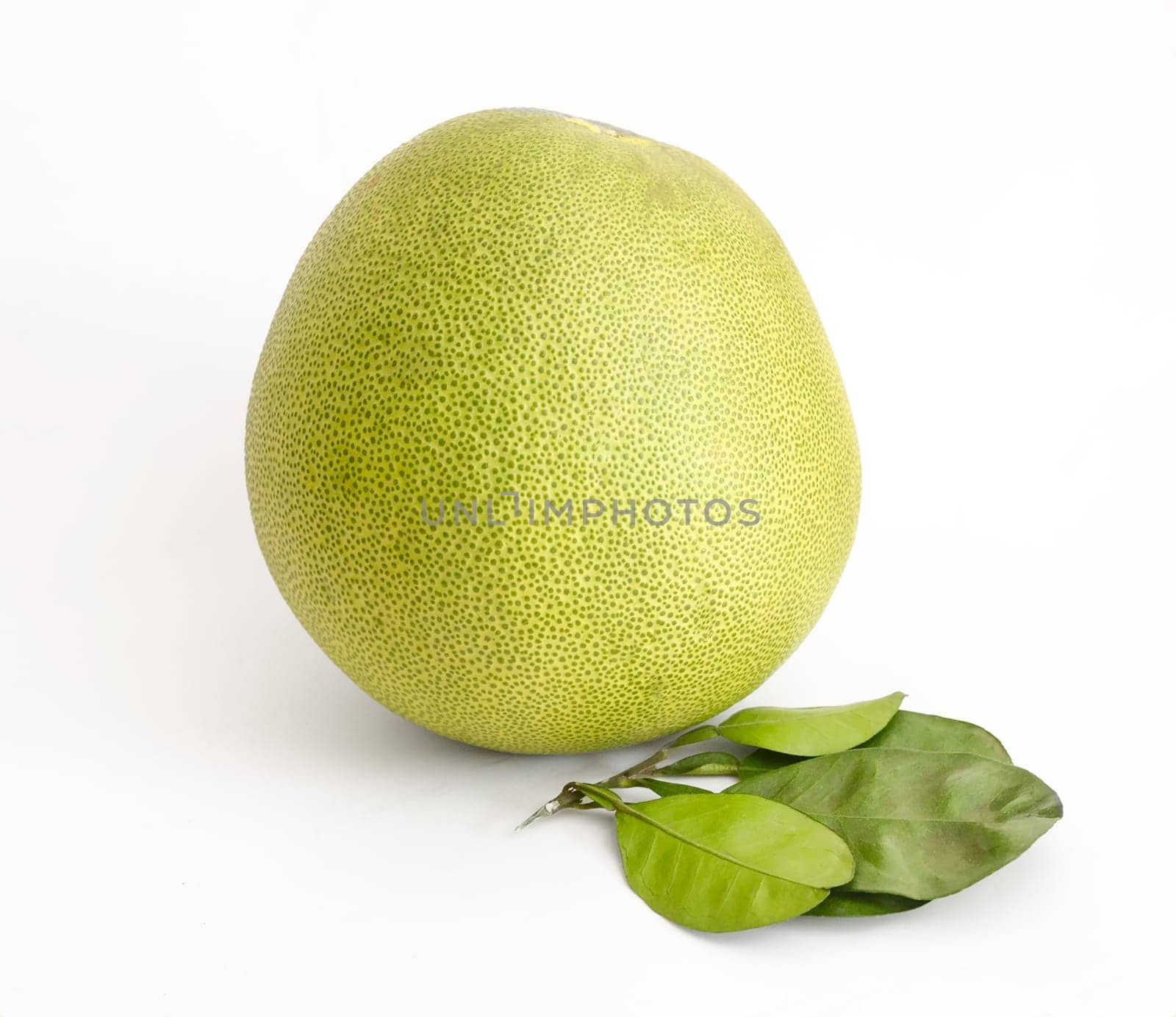 Pomelo or Chinese grapefruit