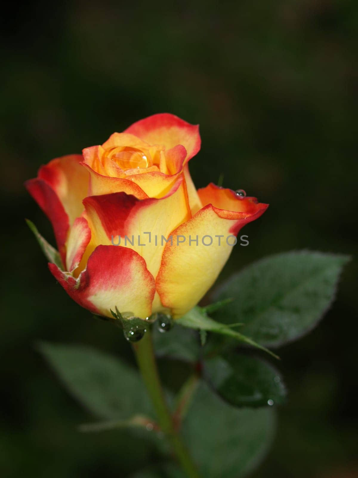 rose without hip without rosehip