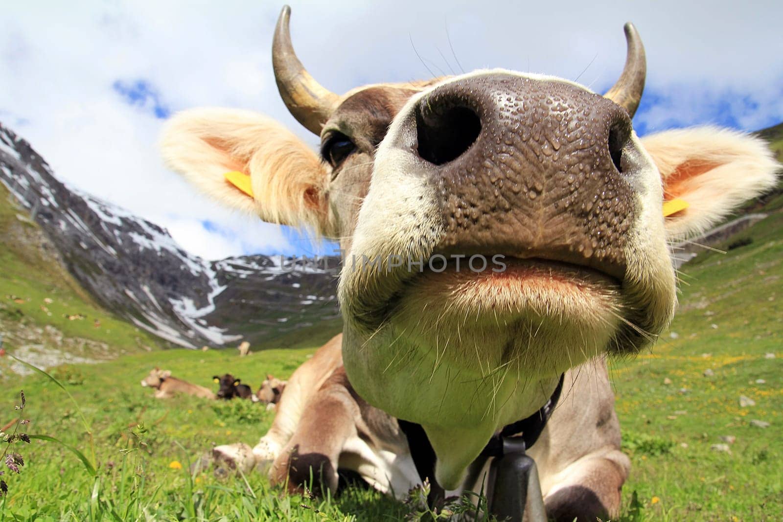 The cow on the Stelvio Pass