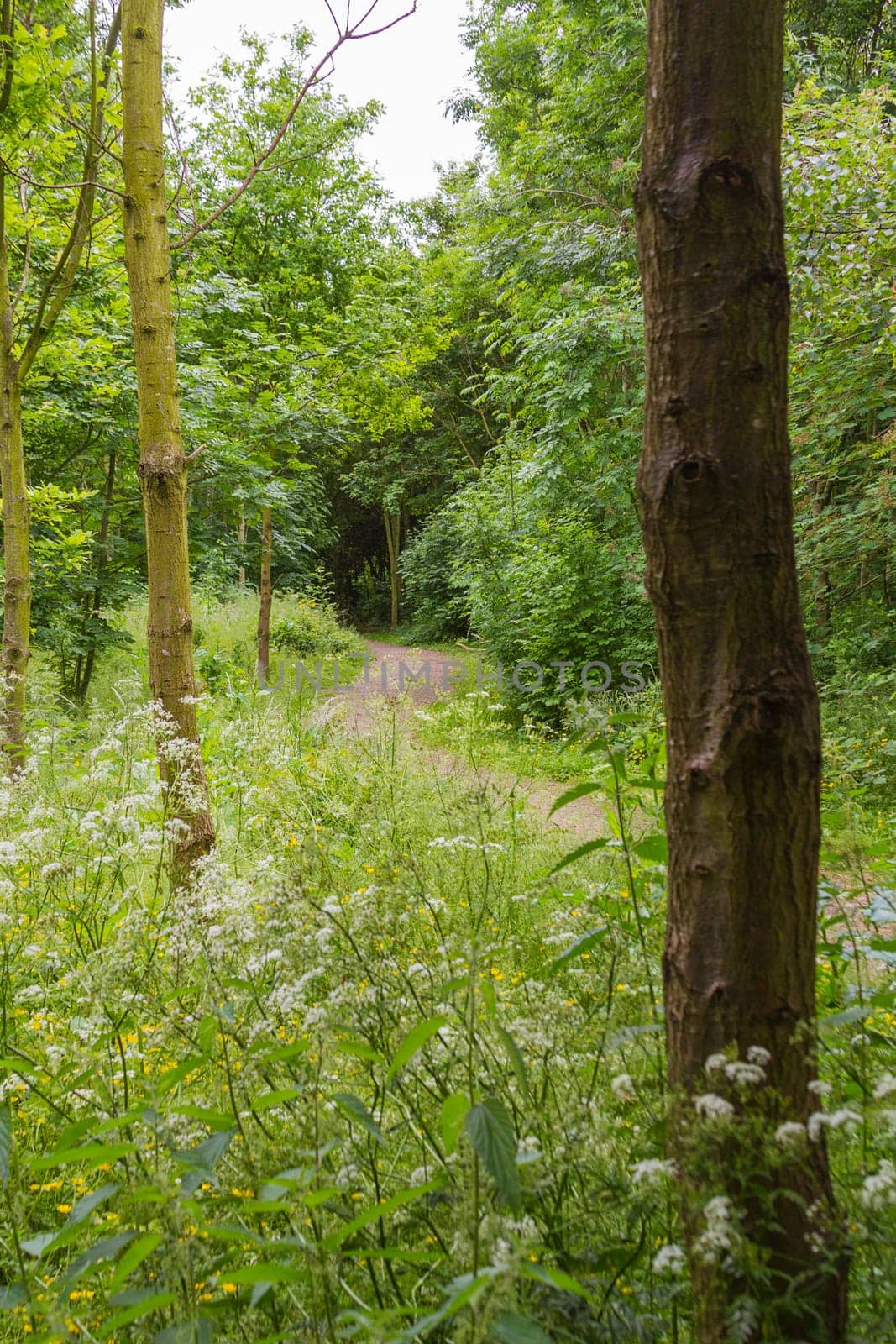 country path through a woodland setting