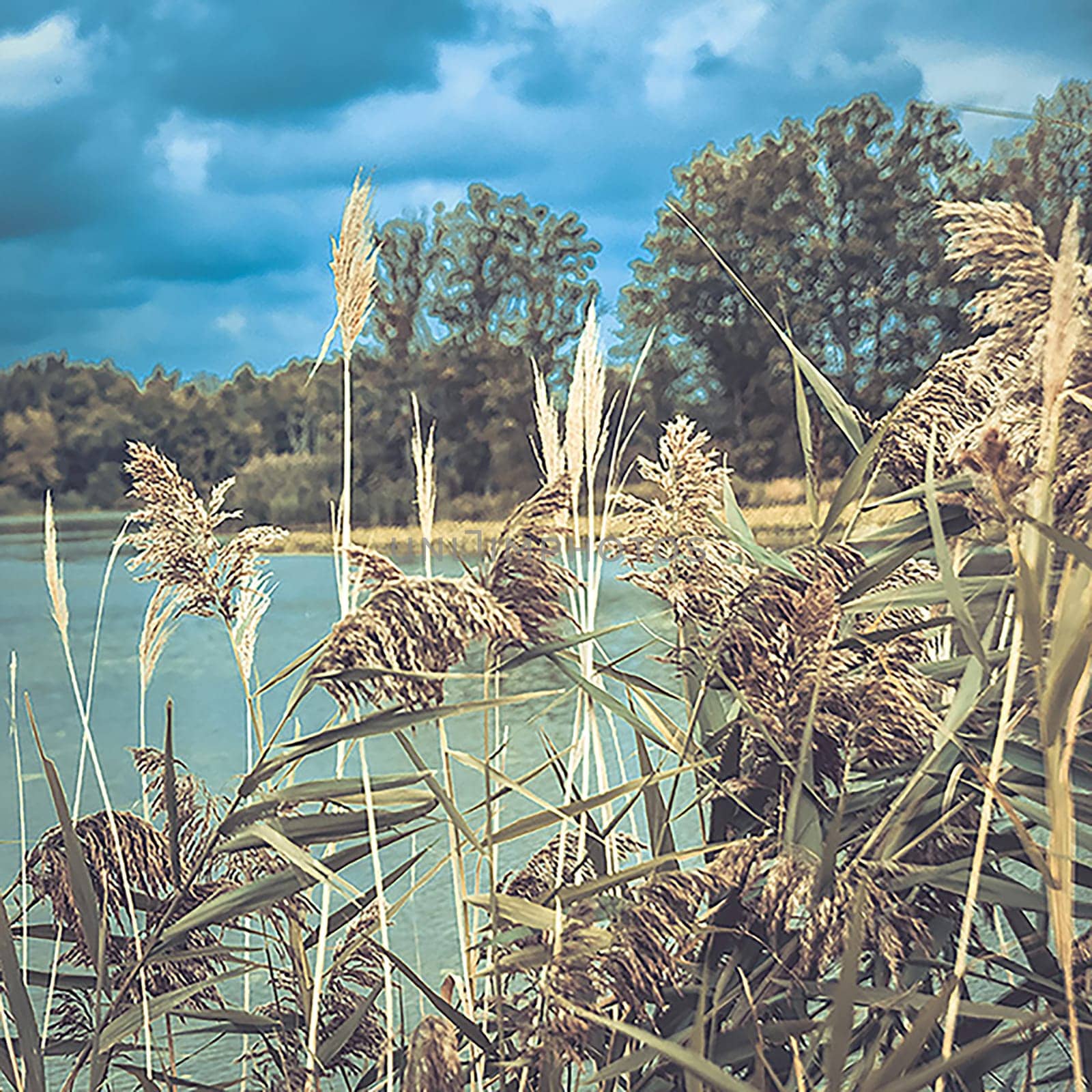 View through marsh reeds at Point Pelee near the boradwalk on an early autumn day