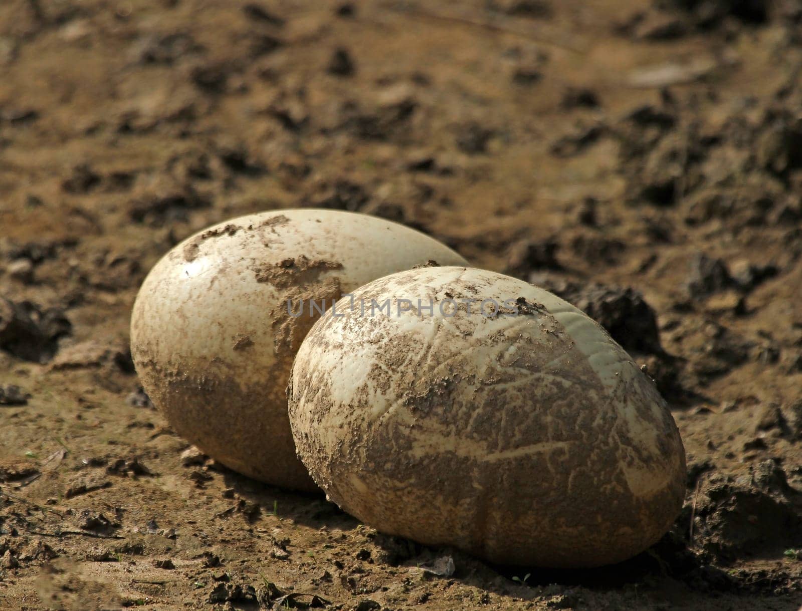 Ostrich eggs