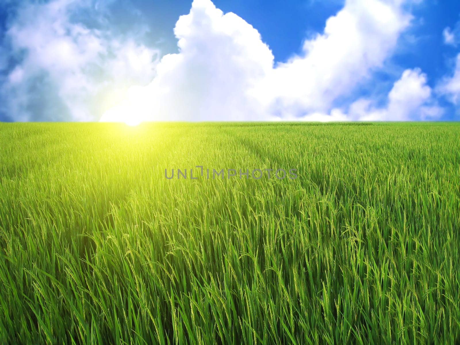 rice fields in the blue sky with white clouds