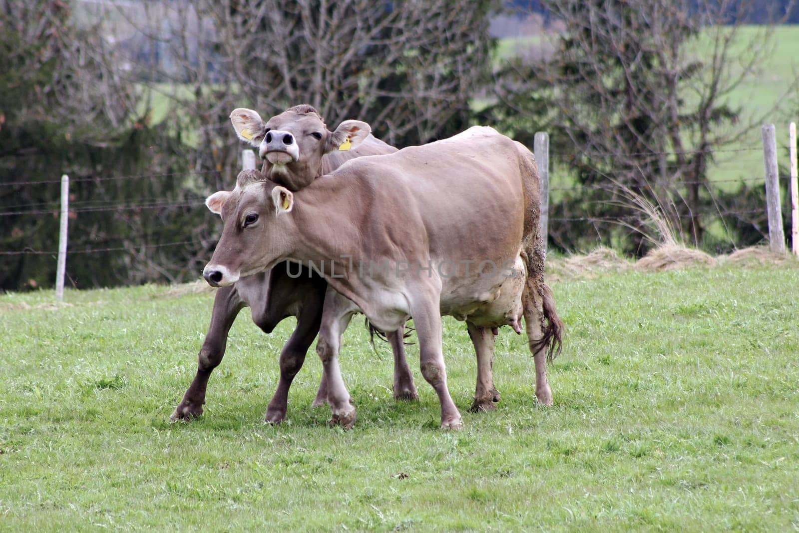 Arguing dairy cows