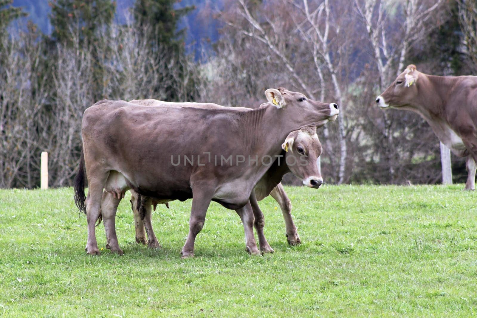 Arguing dairy cows