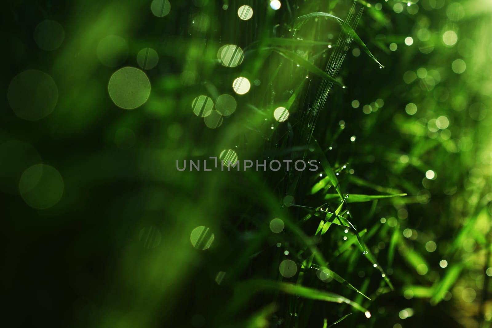 Meadow grass