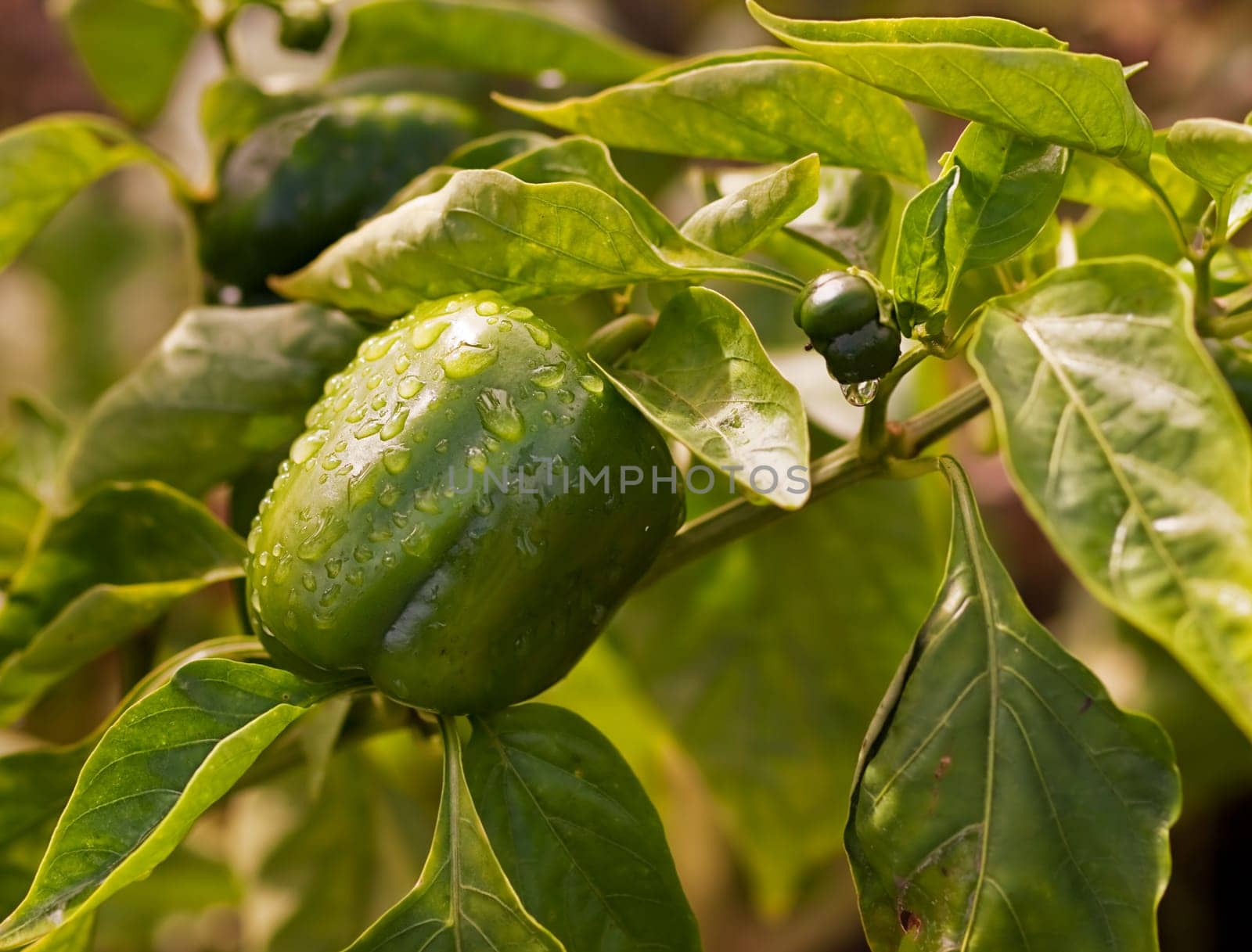 Fresh green produce growing organic healthy capsicum in garden