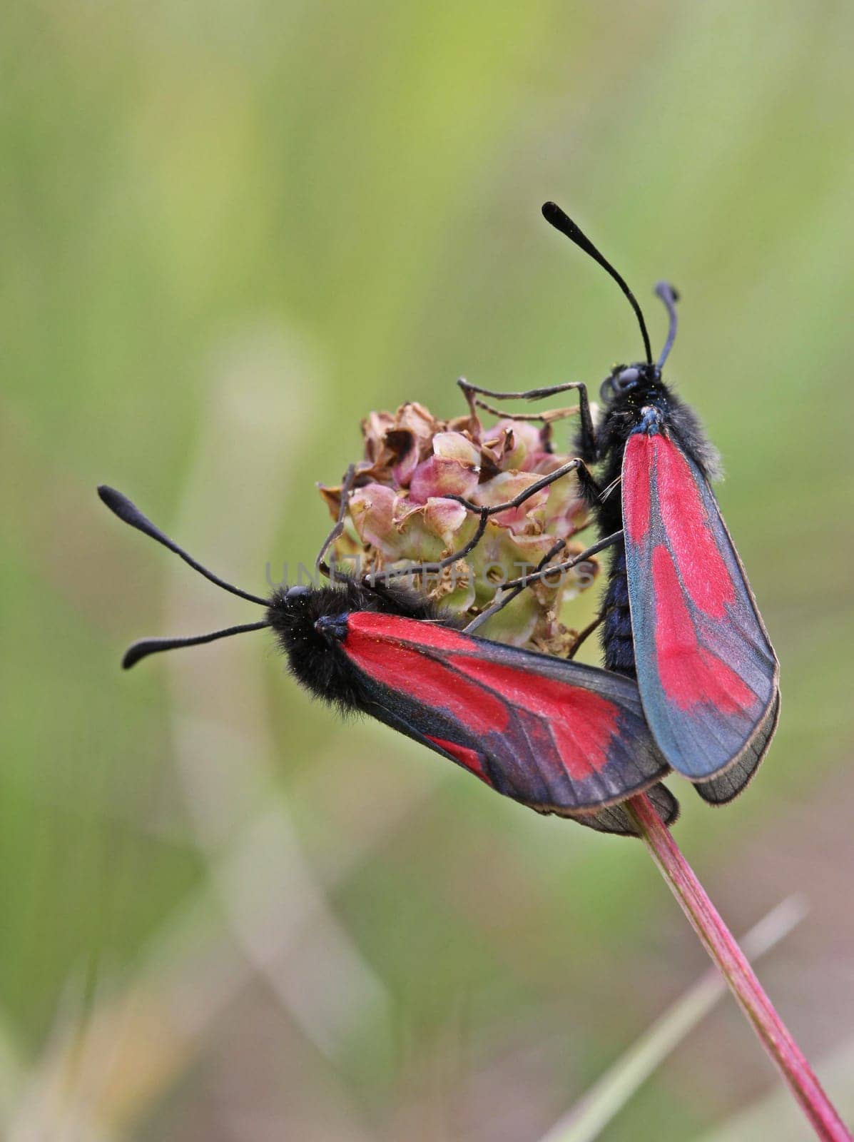Thyme ram (Zygaena purpuralis) mating