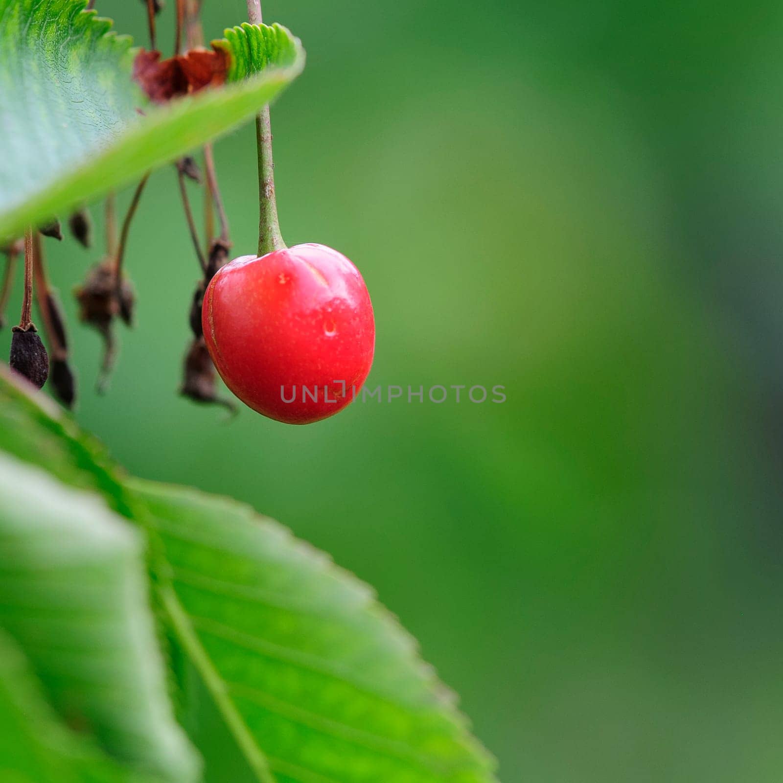 Heart cherry