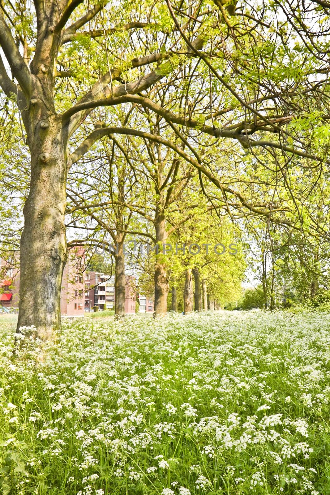 Suburb with appartments in spring with fields of white blooming flowers
