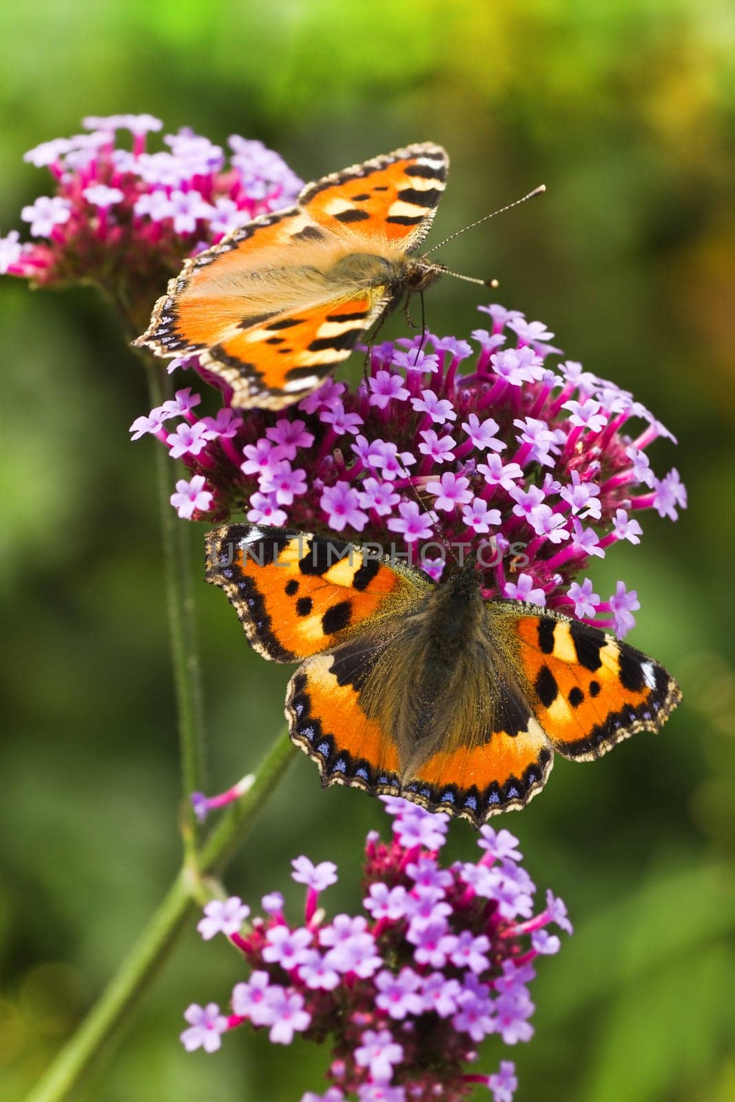 Small tortoiseshell or Aglais urticae butterflies on purple Verbena flowers in summer