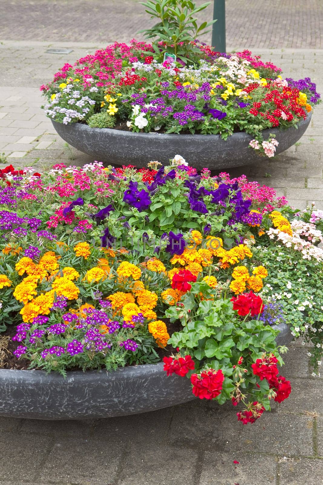 Colorful decoration of containers with summer flowers in city street