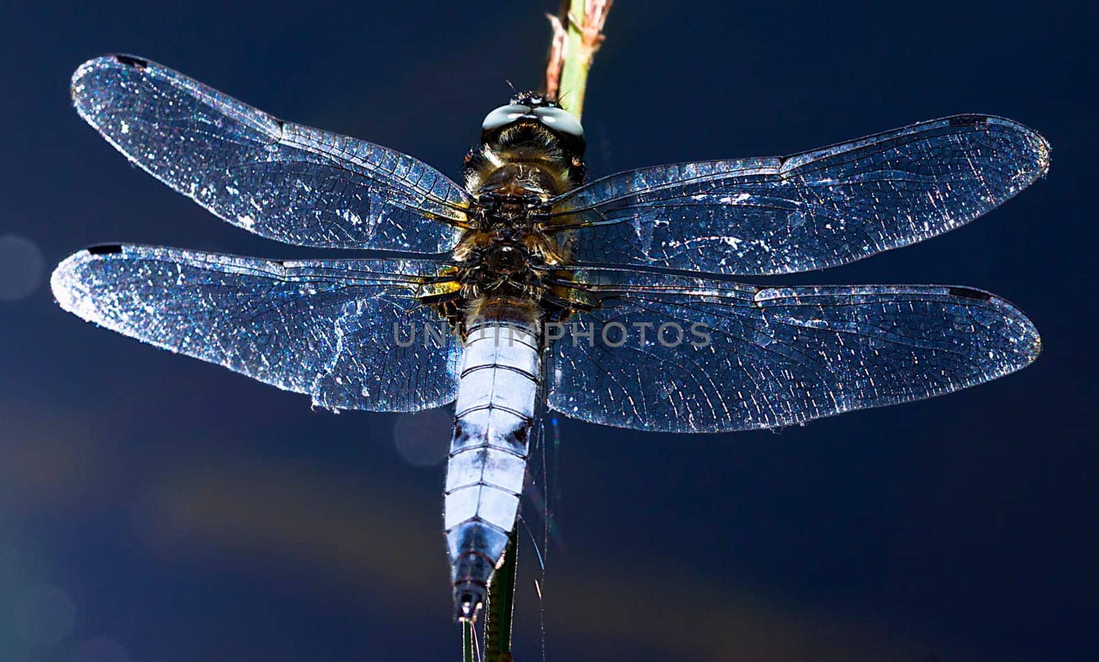 Great Blue Arrow