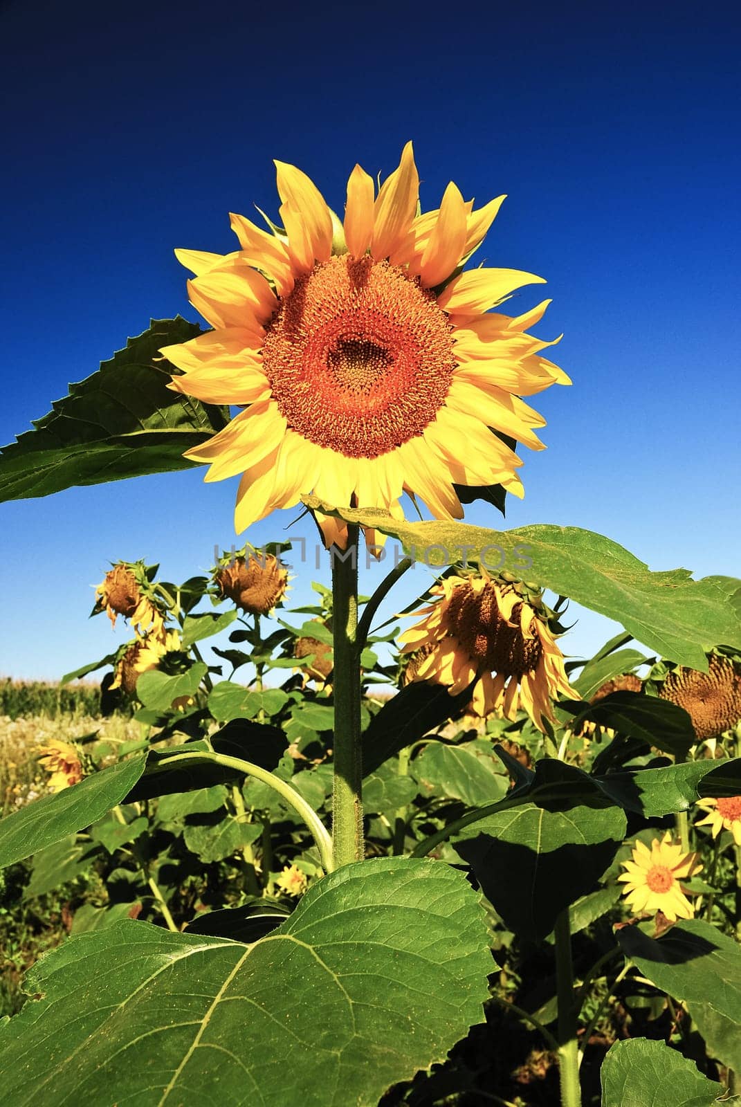 Sunflower