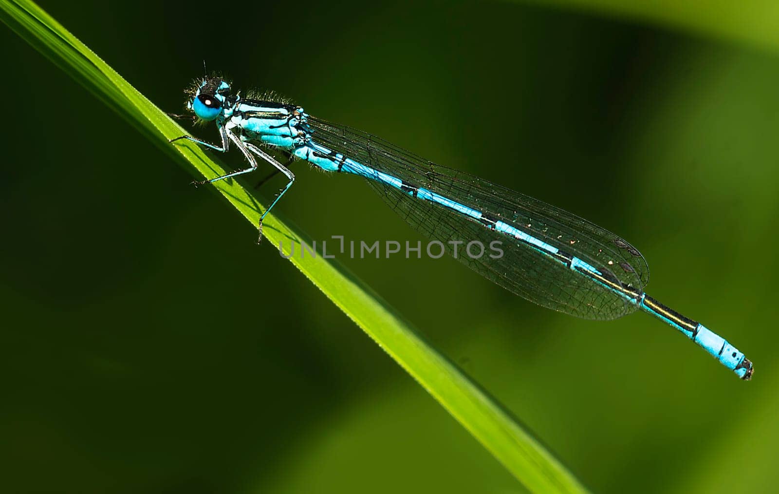 Fork Azure Virgin