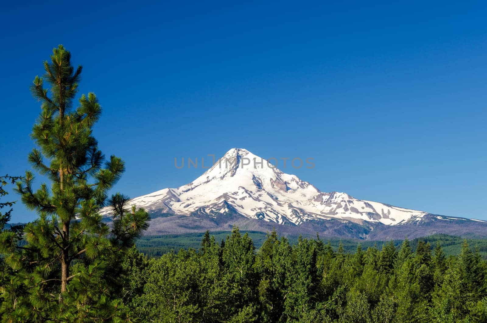 Mt. Hood rising above a pine tree forest in Oregon