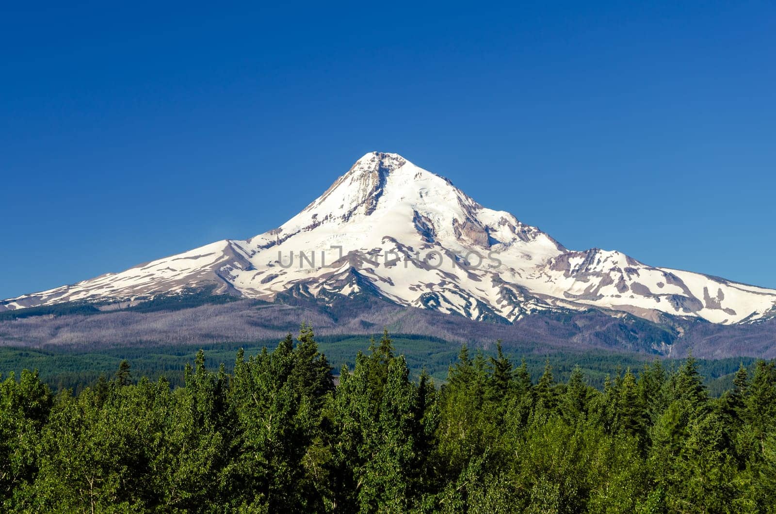 Snow capped Mt. Hood rising high above a forest