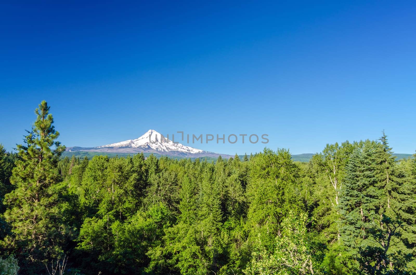 Mt. Hood National Forest with the mountain seen in the background