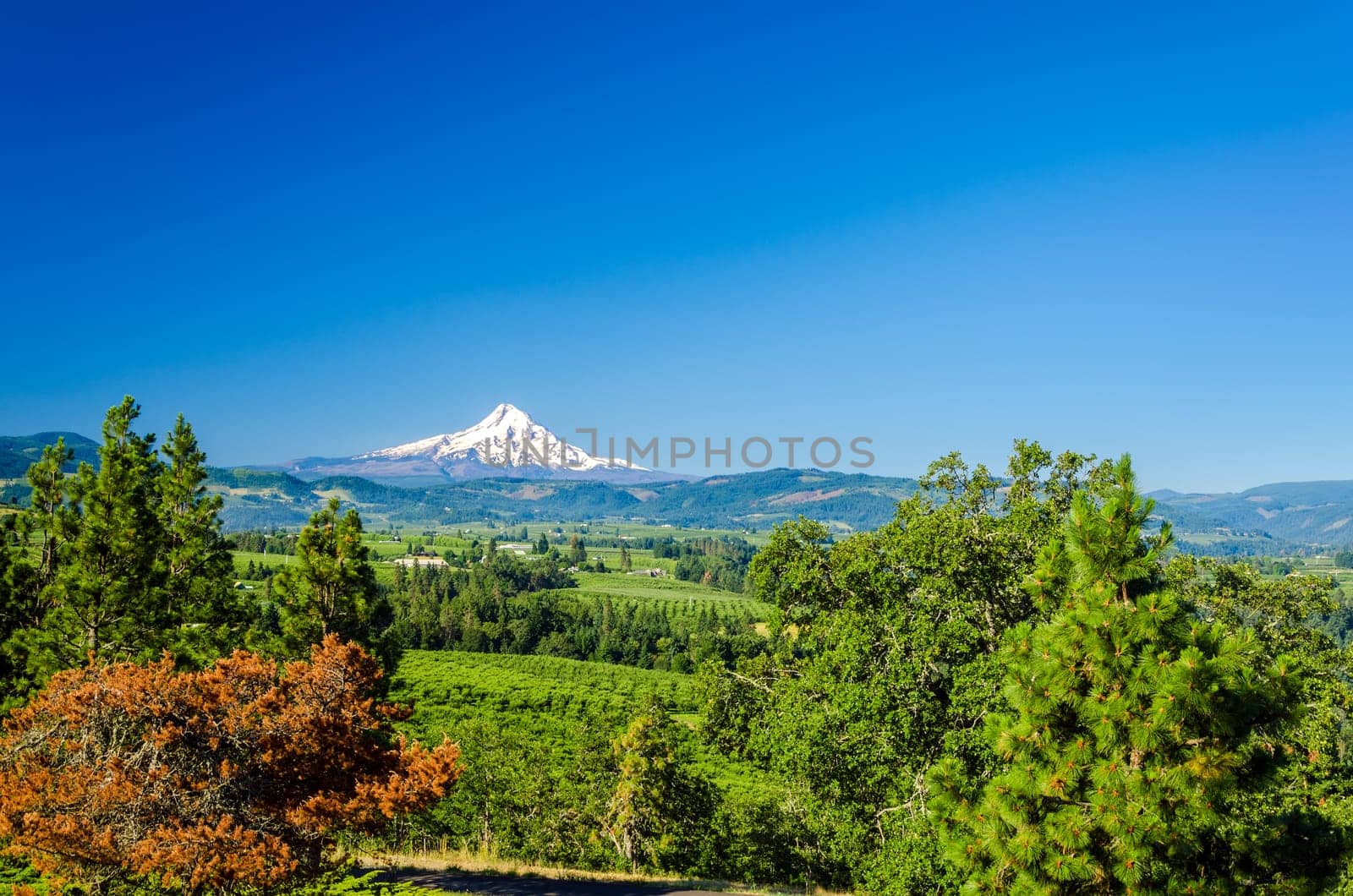 Snow capped Mt. Hood rising above a valley in Oregon