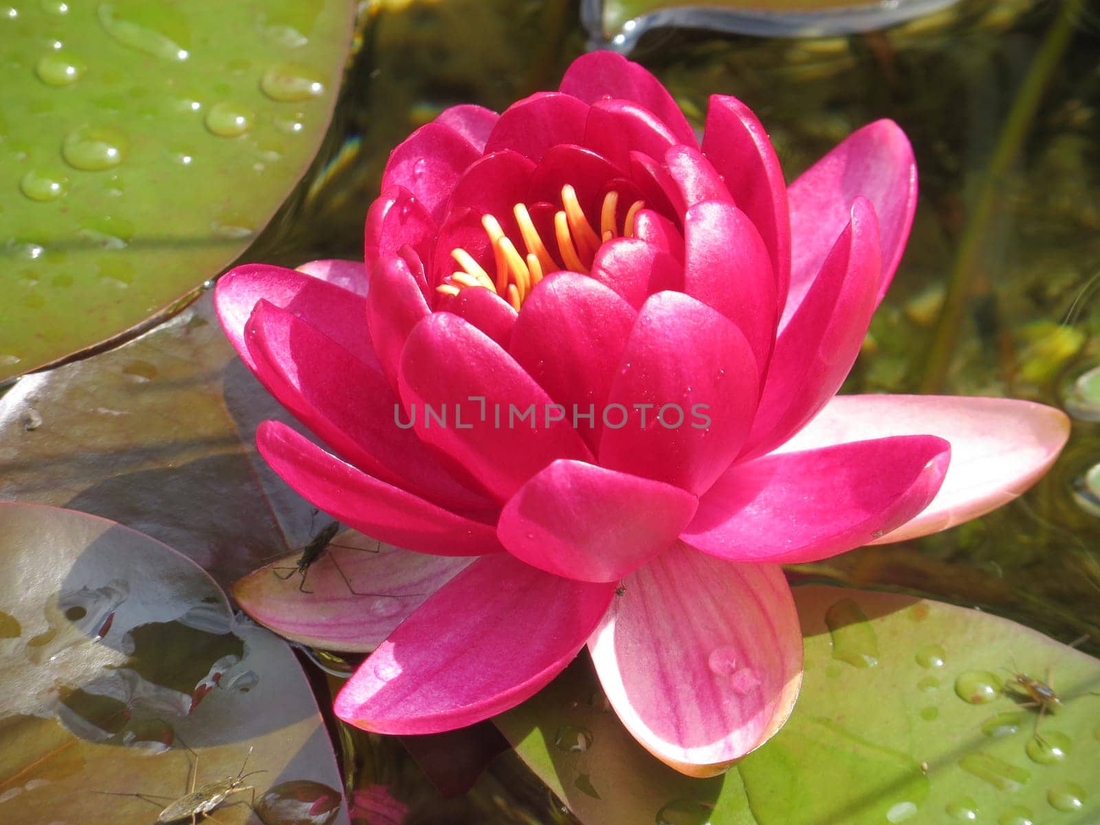 red water lily - Nymphaea