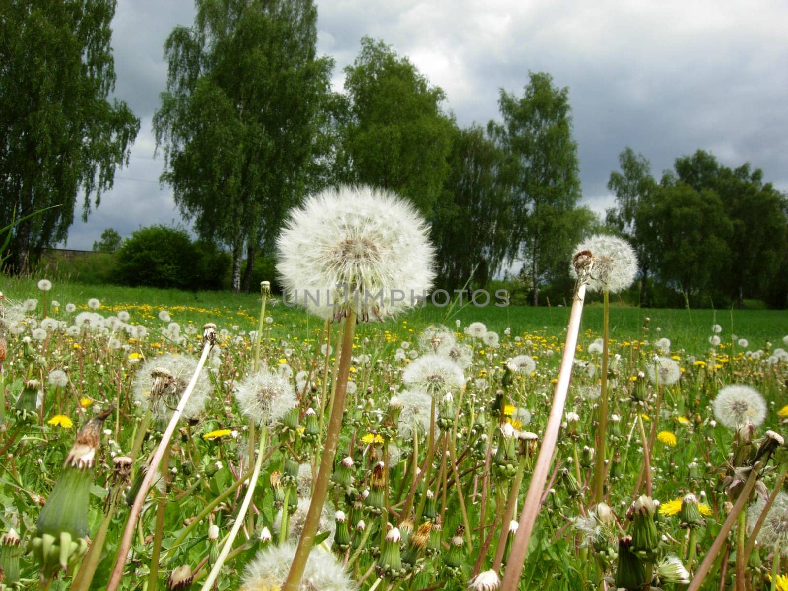 Dandelion meadow