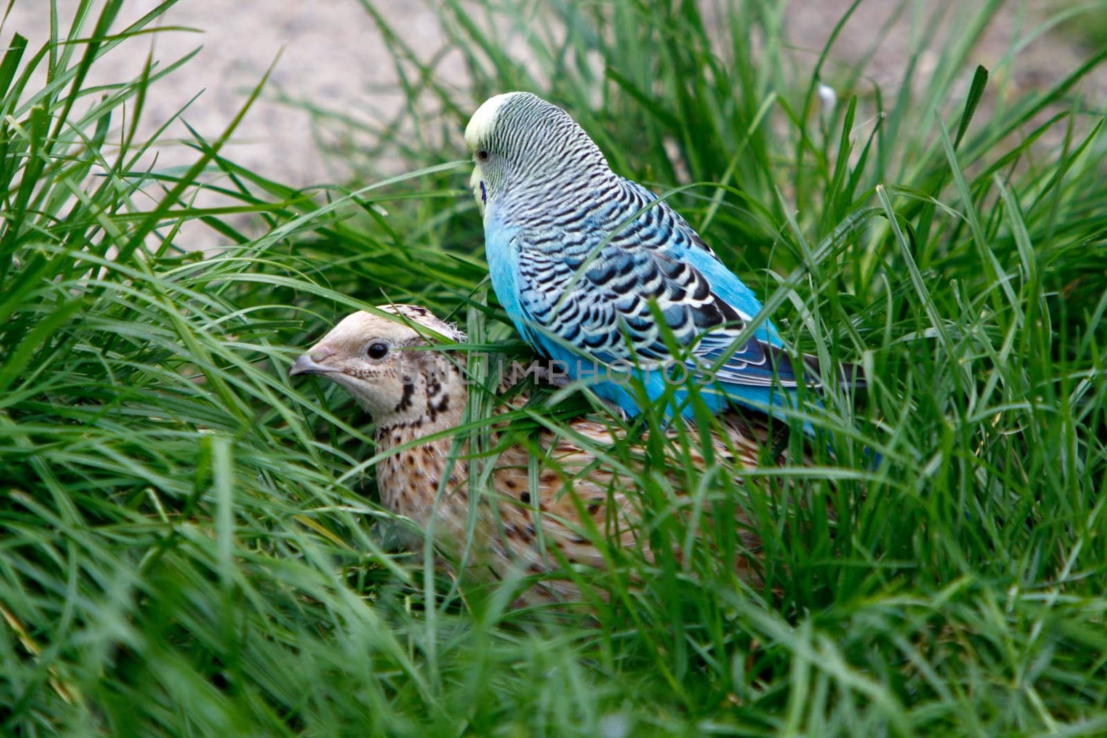 Budgerigar sits on quail