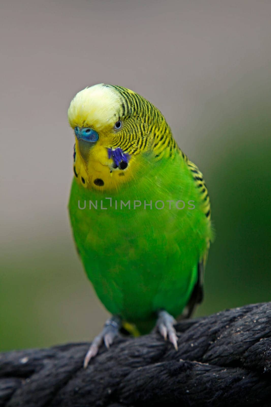 Budgerigar