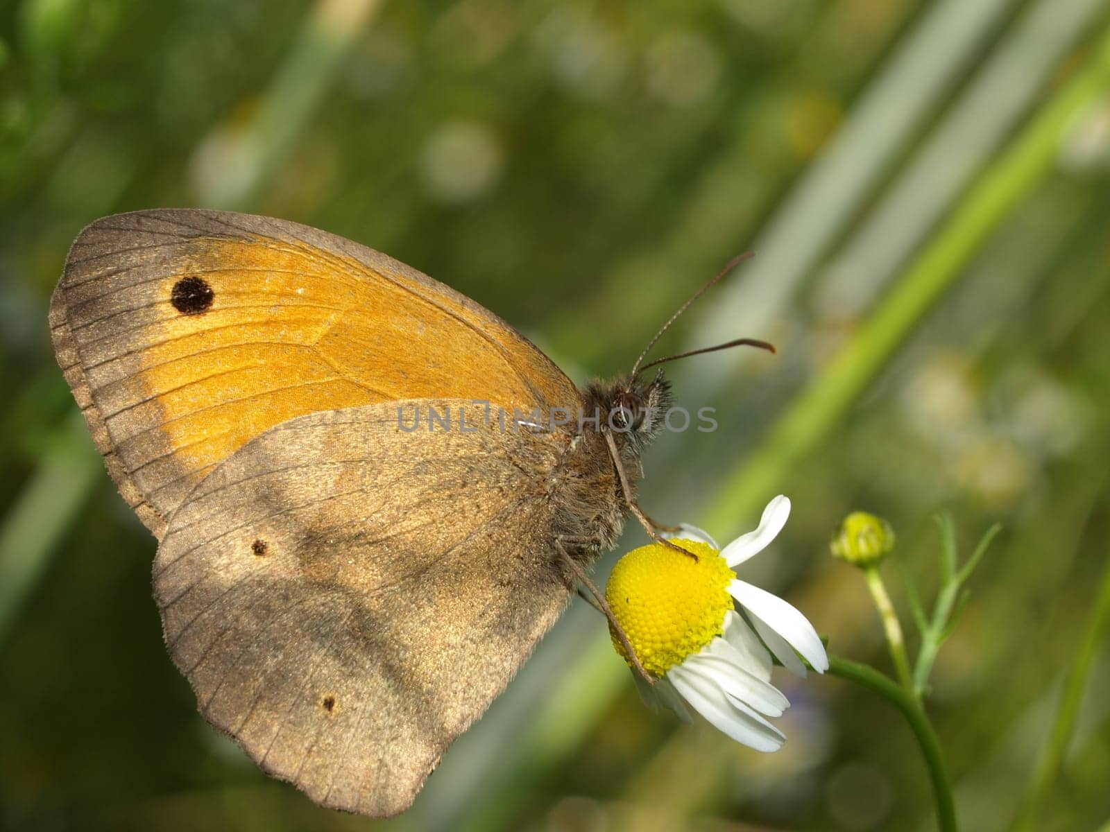 Oxeye