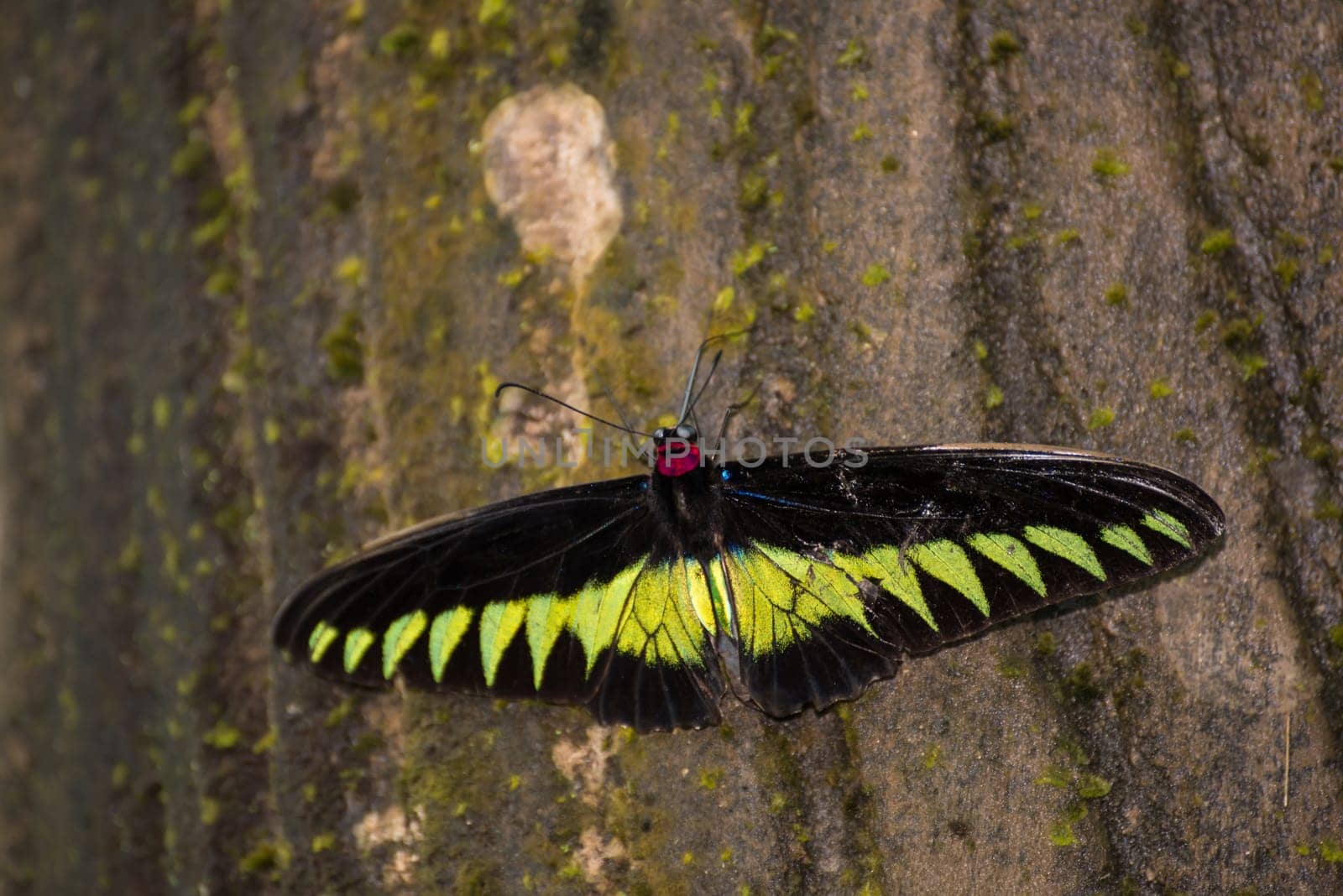 Rajah Brooke butterfly extreme close up on a tree trunk